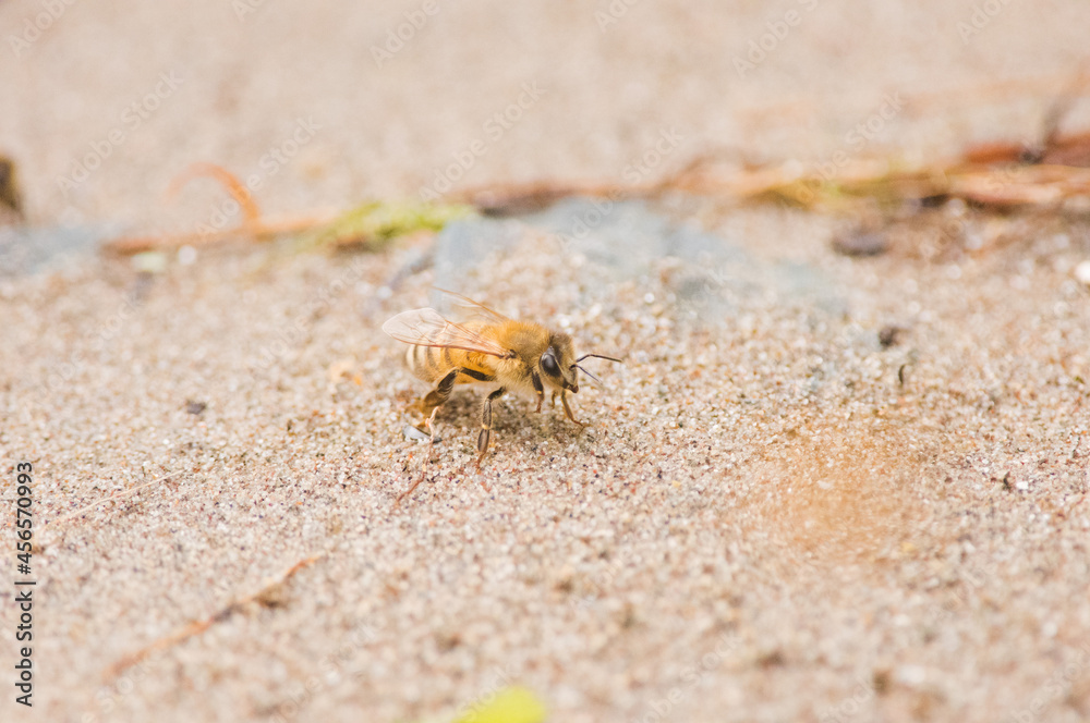 'ape italiana o ape ligustica (Apis mellifera ligustica Spinola, 1806) è una sottospecie dell'ape mellifera (Apis mellifera).