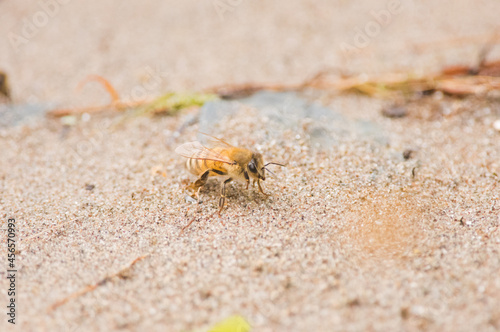  ape italiana o ape ligustica  Apis mellifera ligustica Spinola  1806     una sottospecie dell ape mellifera  Apis mellifera .