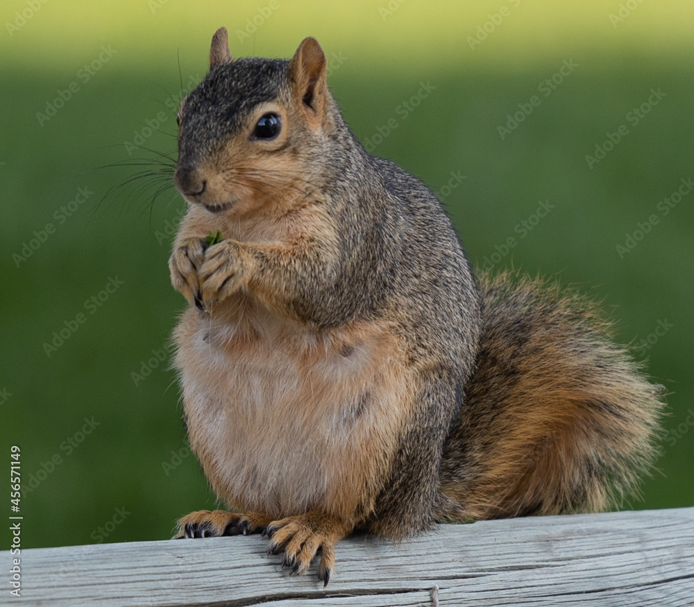 Fototapeta premium squirrel in the park