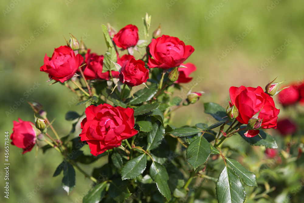 Red roses in the garden, blurred background Red roses in the garden, blurred background