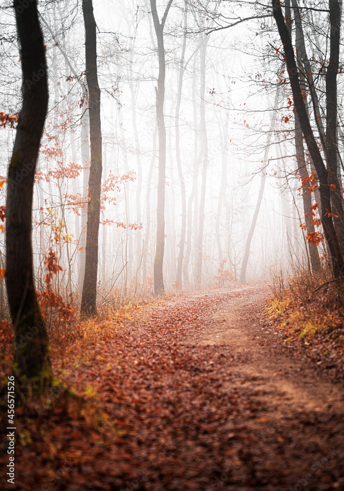 Fototapeta premium Pathway in the forest in winter 