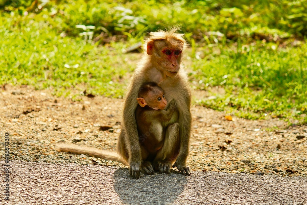 Obraz premium monkey mother and child in india