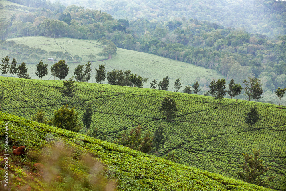 Scenic green tea plantation and forested hills in Uganda