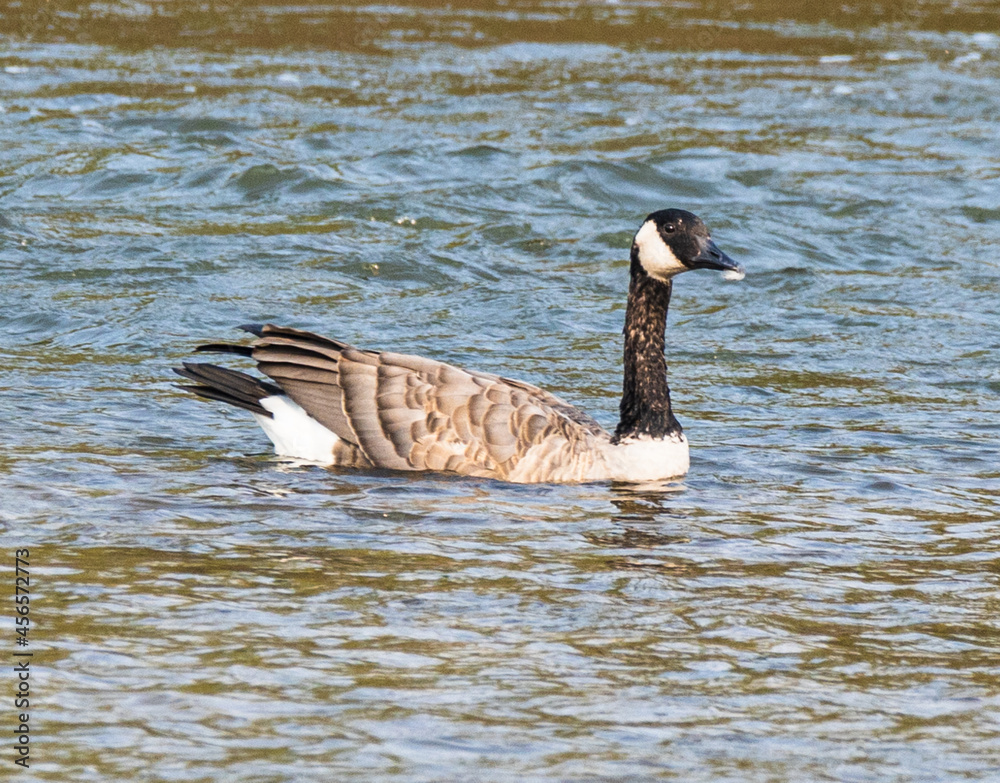 Fototapeta premium country goose swimming in water