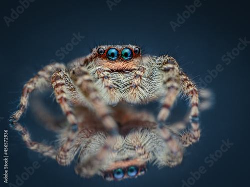 Rindenspringspinne (Marpissa muscosa), Nahaufnahme photo