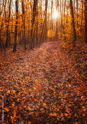 Pathway in the forest at au...