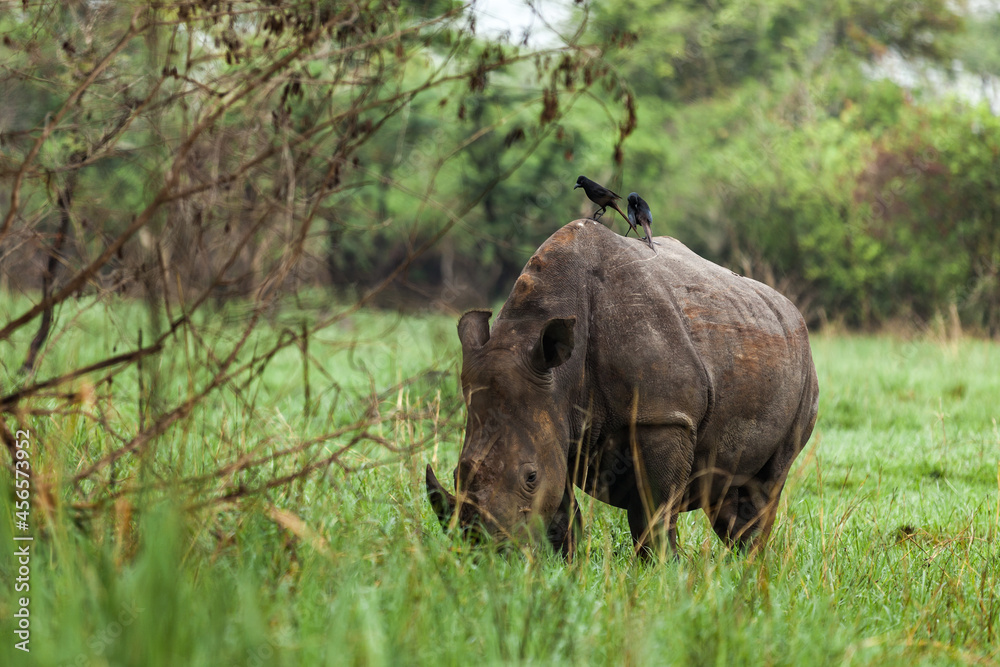 Rhino is grazing with birds sitting on his back. Ziwa Rhino Sanctuary, Uganda Rhino is grazing with birds sitting on his back. Ziwa Rhino Sanctuary, Uganda