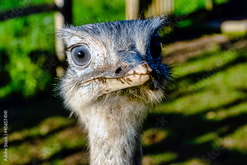 Rhea known as nandu - South American ostrich photo