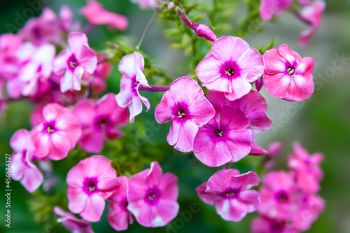 Phlox flowers. Beautiful inflorescences of pink phlox on a blurred plant background with bokeh effect. Garden autumn flowers. Selective soft focus.