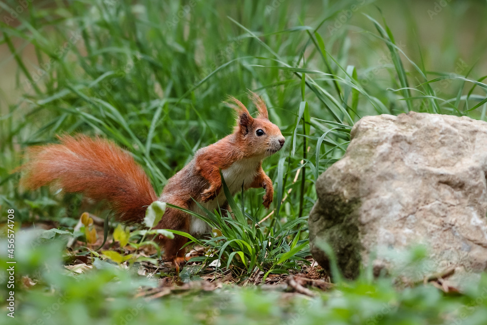 Close-up portrait of red squirrel in natural environment. Eurasian red squirrel, Sciurus vulgaris. Close-up portrait of red squirrel in natural environment. Eurasian red squirrel, Sciurus vulgaris.