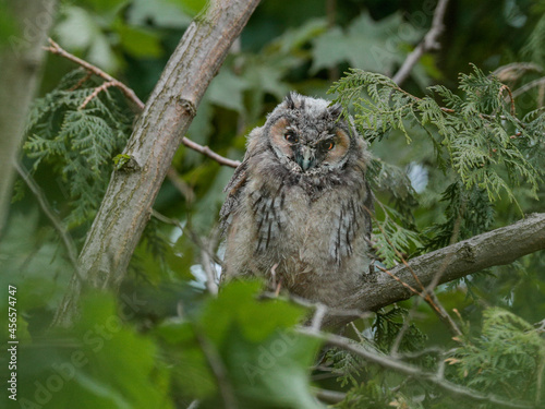 Close-up portrait of young owl sitting on a tree. Long-eared Owl, Asio otus.