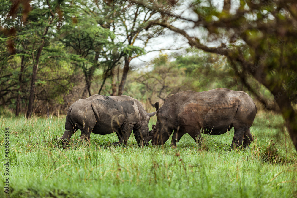 Rhinos confronting each other in Ziwa Rhino Sanctuary, Uganda Rhinos confronting each other in Ziwa Rhino Sanctuary, Uganda