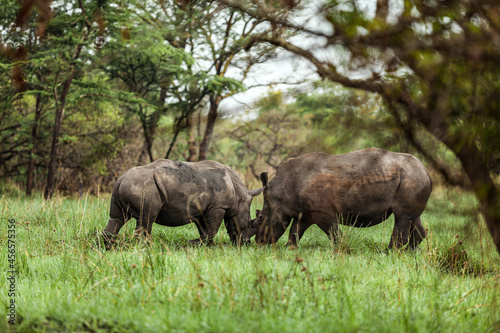 Rhinos confronting each other in Ziwa Rhino Sanctuary, Uganda