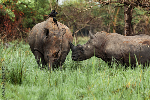 Rhino is grazing with birds sitting on his back. Another rhino is standing nearby. Ziwa Rhino Sanctuary, Uganda photo