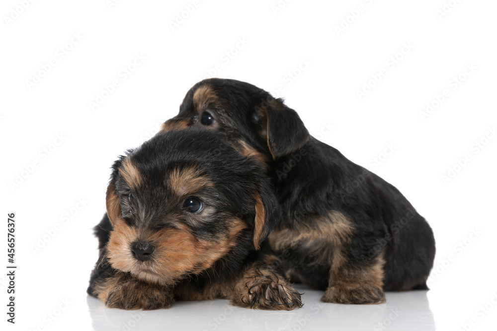two cute yorkshire terrier dogs looking to side
