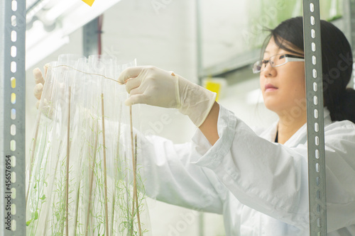 Female scientist preparing plant sample in  greenhouse lab