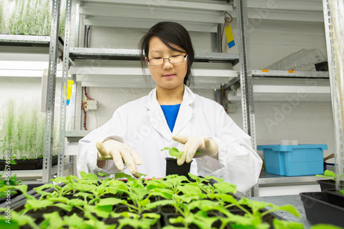 Female scientist selecting plant sample in  greenhouse lab photo