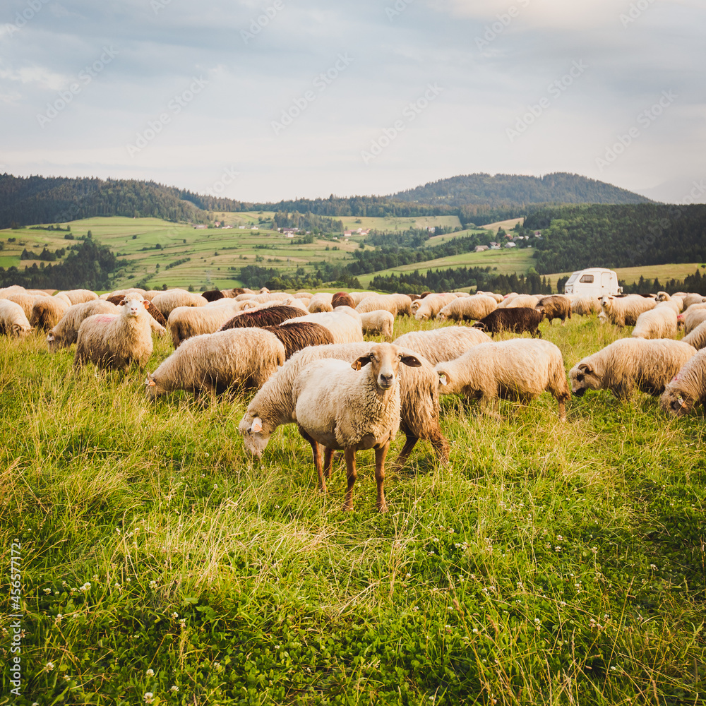 Herd of sheep on beautiful mountain meadow. Grywałd, Pieniny, Poland.