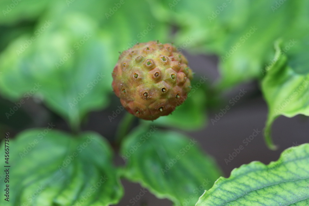 Blumenhartriegel Blumenhartriegel