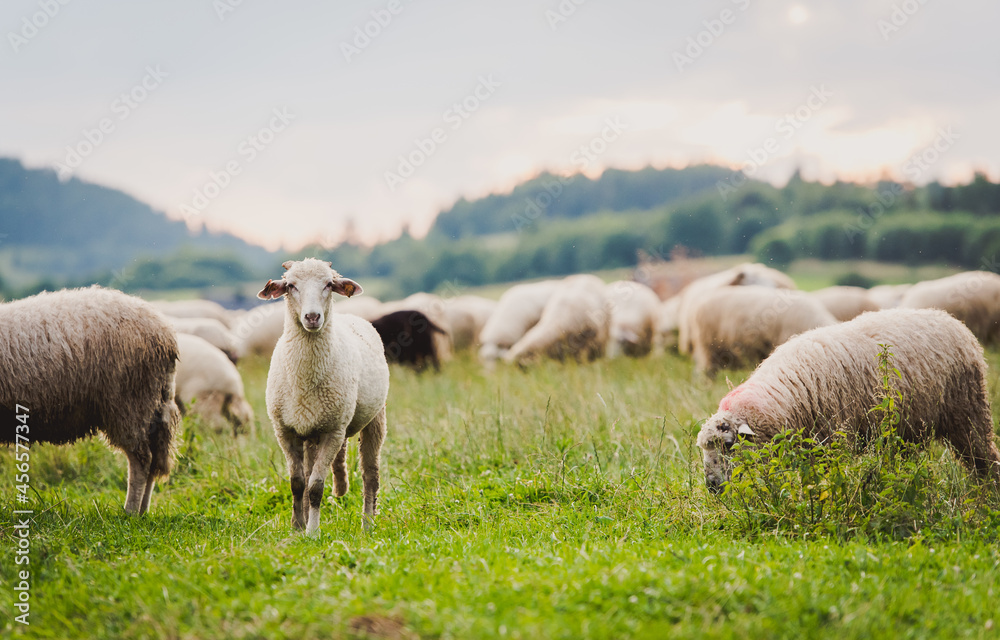 Fototapeta premium Herd of sheep on beautiful mountain meadow. Grywałd, Pieniny, Poland.