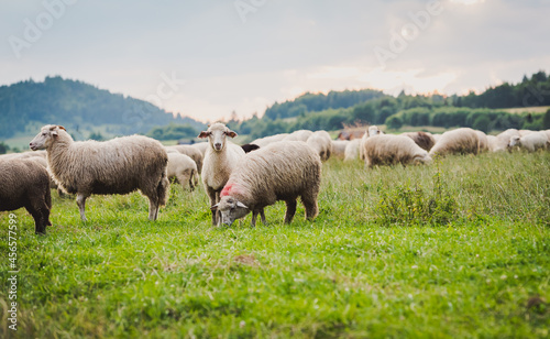 Herd of sheep on beautiful mountain meadow. Grywa  d  Pieniny  Poland.