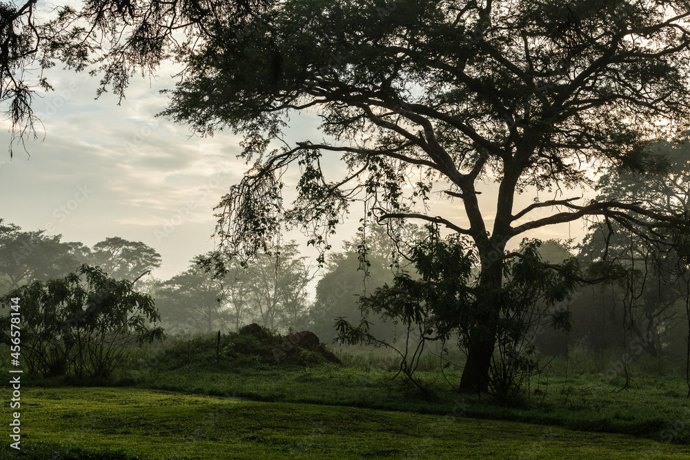 Early morning in the jungle of the Ziwa Rhino Sanctuary, Uganda Early morning in the jungle of the Ziwa Rhino Sanctuary, Uganda