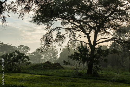 Early morning in the jungle of the Ziwa Rhino Sanctuary  Uganda