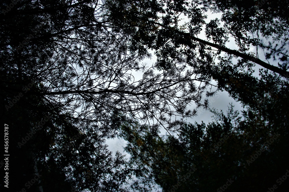 Fototapeta premium sun and trees