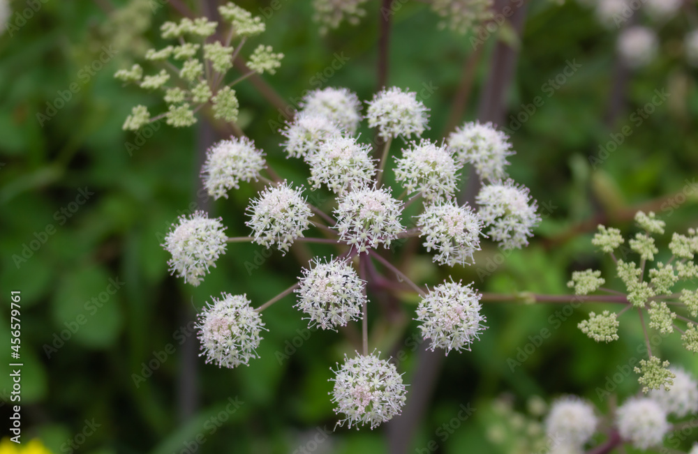 Bonitas florecillas blancas sobre fondo verde de verano Bonitas florecillas blancas sobre fondo verde de verano