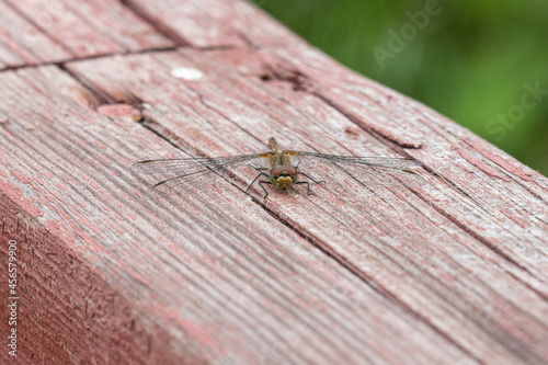 A dragonfly resting on a painted wooden railing. © svdolgov