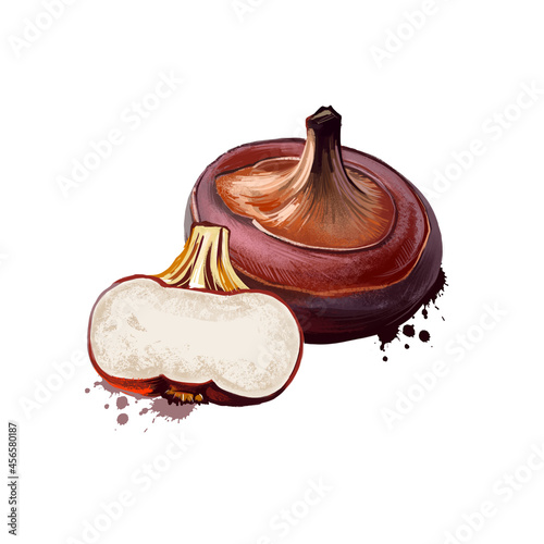Digital art illustration of Water chestnut, Eleocharis dulcis isolated on white background. Organic healthy food. Brown bulb vegetable. Hand drawn plant closeup. Clip art illustration. Graphic design