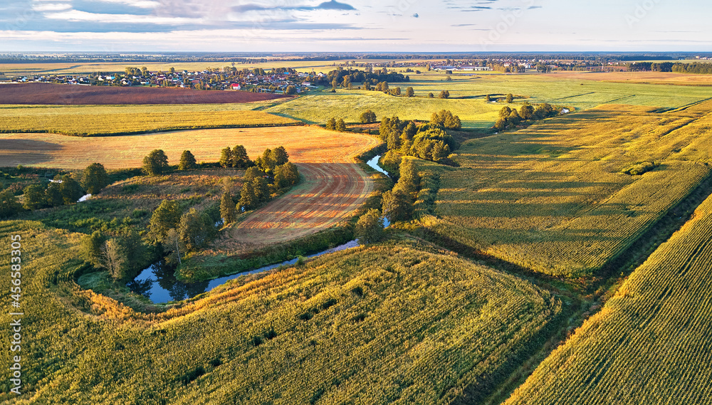 Corn harvest. September agriculture fields aerial panorama.