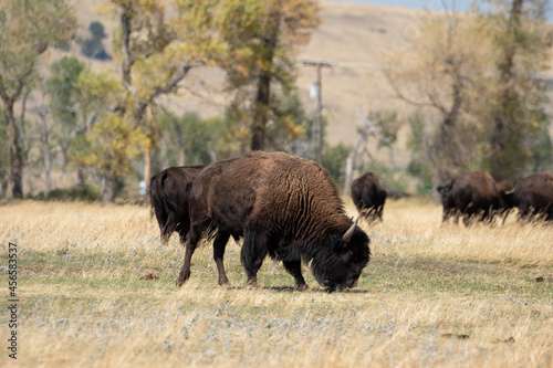 Bison Herd in Dry Grass Field © Dylan