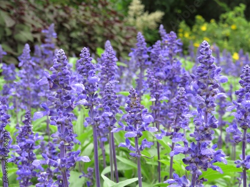 lavender flowers in a garden