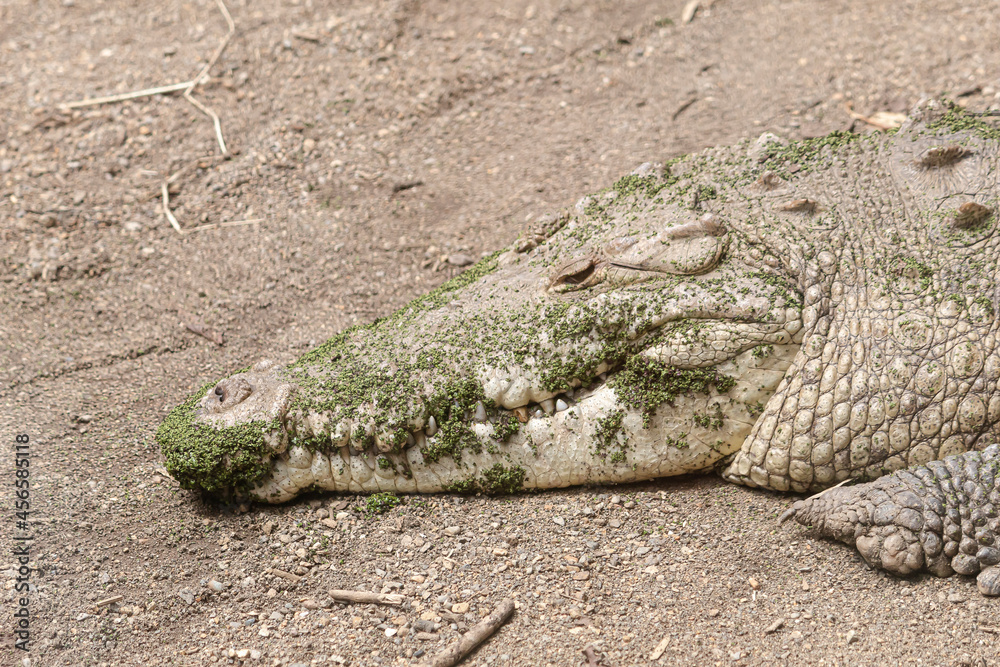 Fototapeta premium Cocodrilo descansando en entorno natural