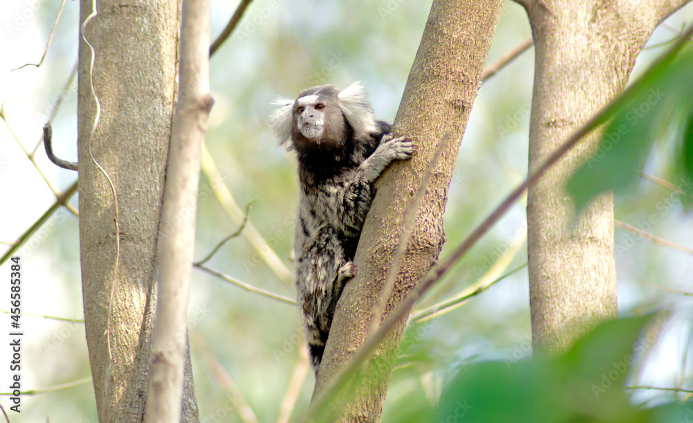Fototapeta premium curious marmoset monkey clinging to the tree