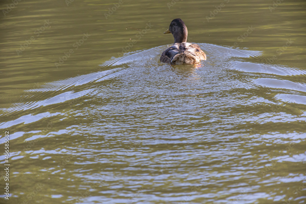 A female duck swimming on water