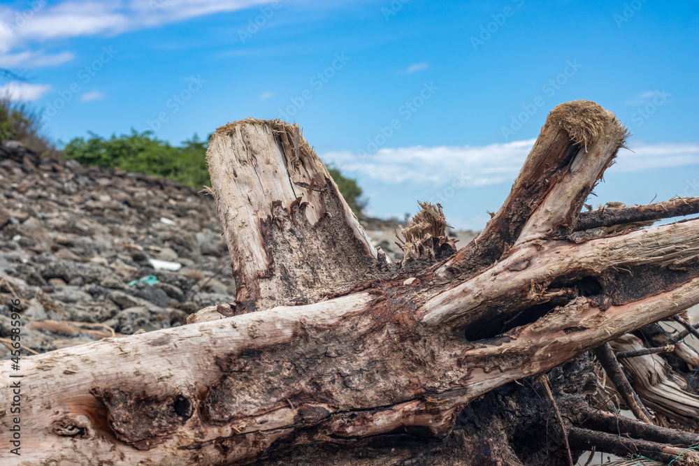 A dead tree branch near the sea beach close up view