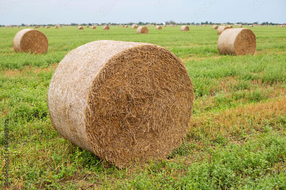 Big round bales of hay in the green field after harvest