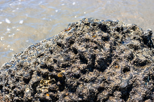 A big black rough rock with algae near the sea close up view