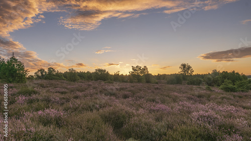 Lüneburger Heide photo