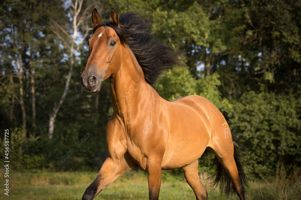 Spanisches Pferd