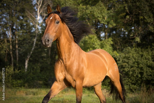 Spanisches Pferd