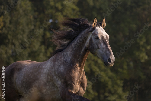 Fototapeta Naklejka Na Ścianę i Meble -  Spanisches Pferd