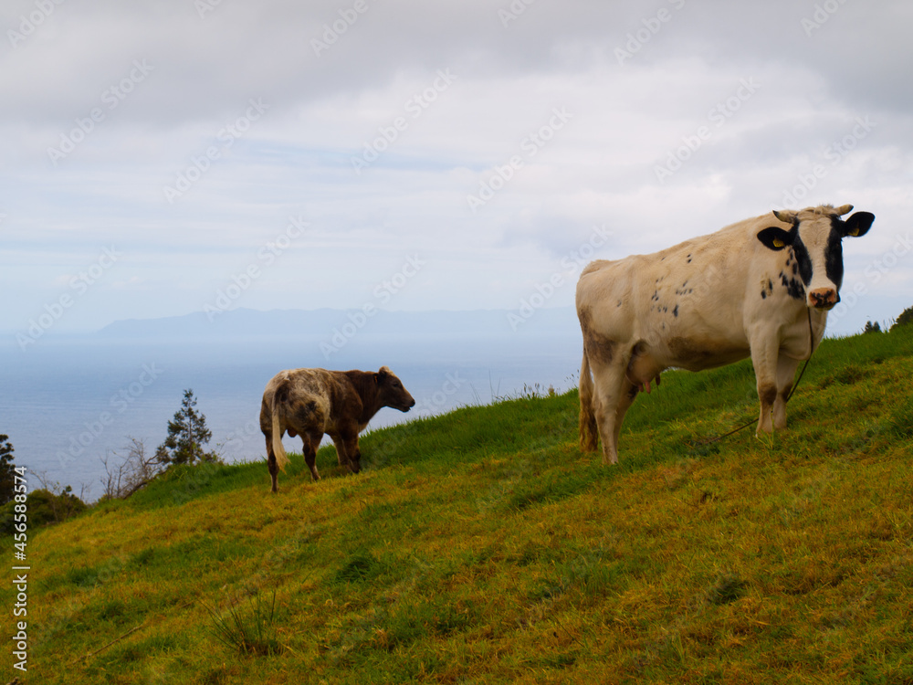 Cows in green Azorian field
