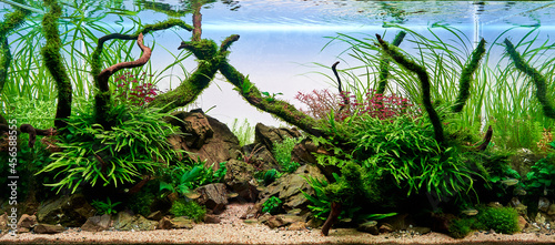 Fotografija Freshwater planted aquarium (aquascape) with live plants and diamond tetra fish