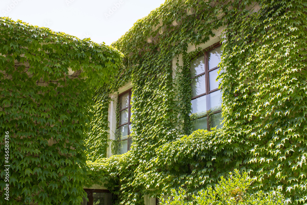Wall and fence of the house are overgrown with wild grapes. Climbing plants in landscape design. Vine creeper around window. Green facade eco house. Parthenocissus. Wall and fence of the house are overgrown with wild grapes. Climbing plants in landscape design. Vine creeper around window. Green facade eco house. Parthenocissus.