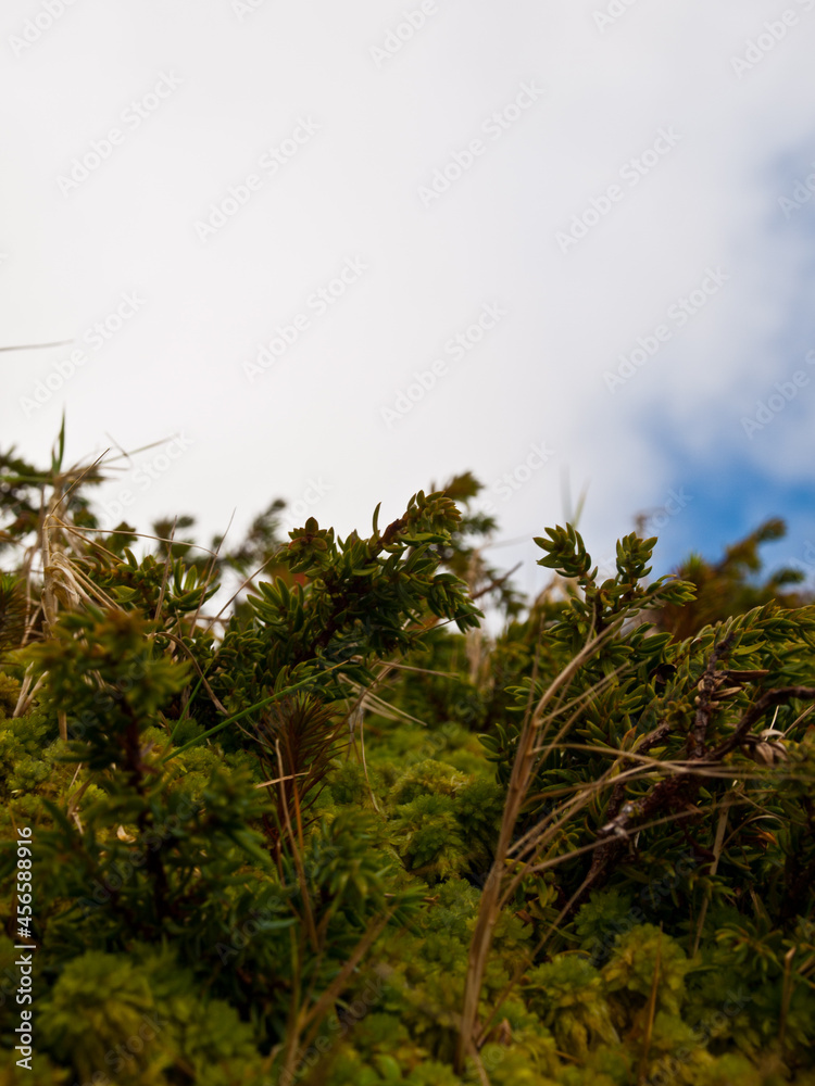 Small plants and moss from the Azores islands Small plants and moss from the Azores islands