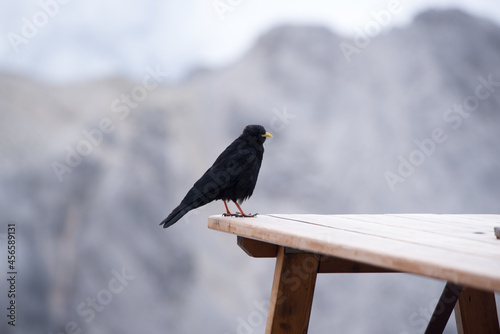 un bel gracchio alpino mentre sosta nelle vicinanze di un rifugio di montagna nelle dolomiti, un bel uccello dal piumaggio nero photo