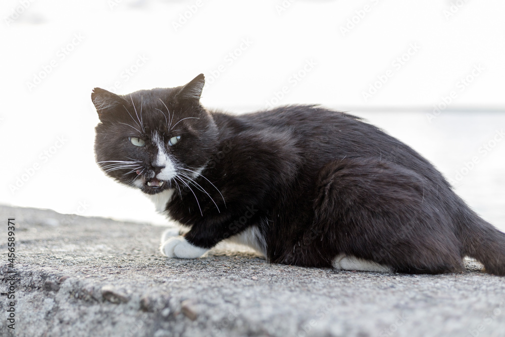 homeless street black cat